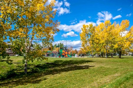 It's #fall in the #beautiful #community of #pattersonyyc #autumn #colors #calgary #yyc #photography #dslr #calgaryparks #captureyyc #realestate