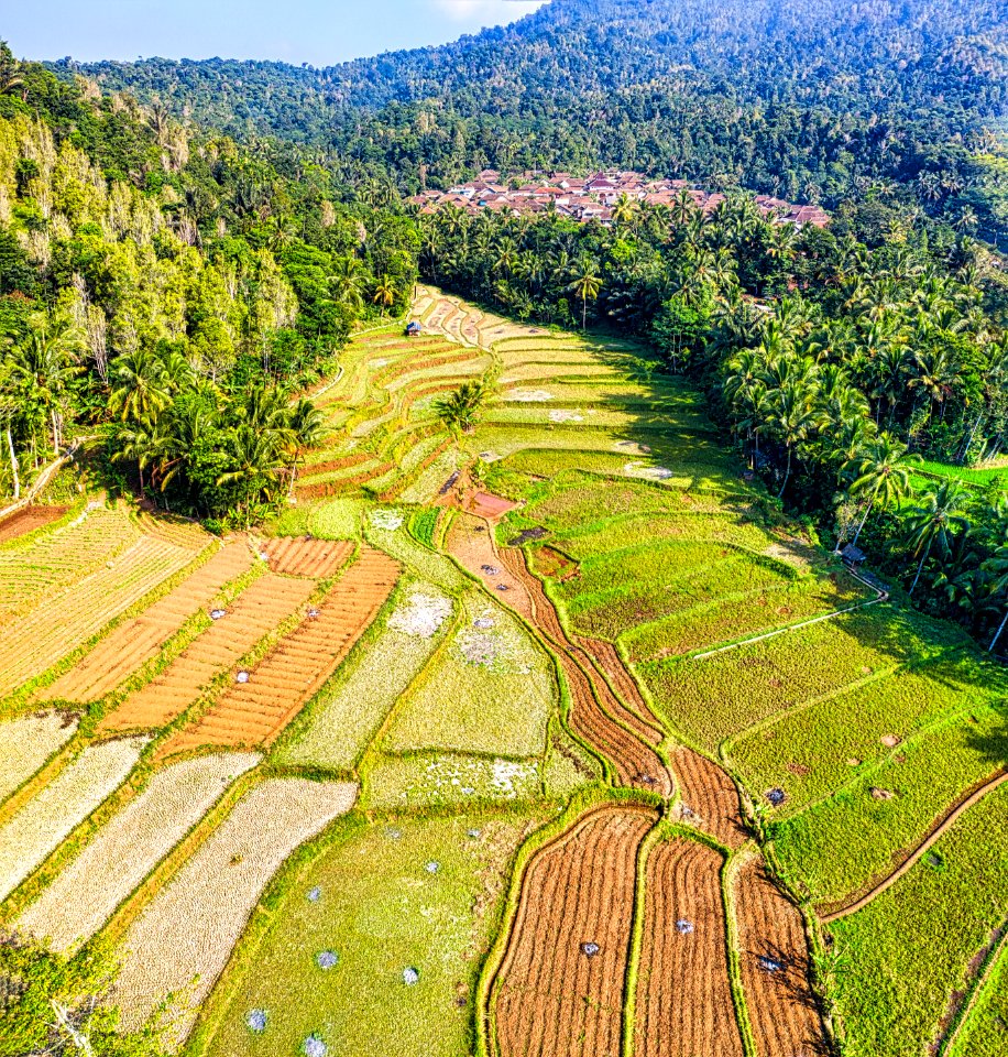 Terraced paddy fields, Indonesia