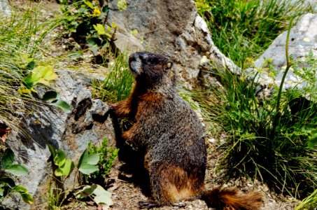 Marmot