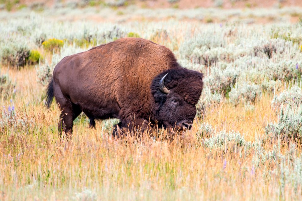 Bison near Kelly