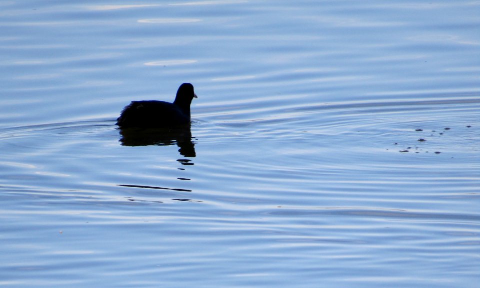 Coot Late Afternoon