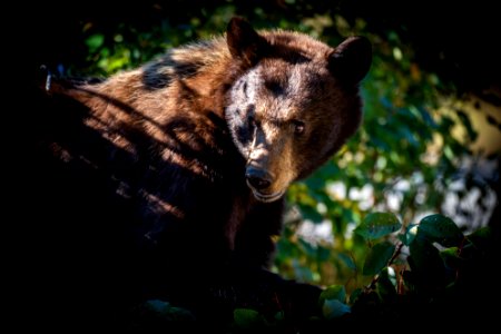 Black Bear