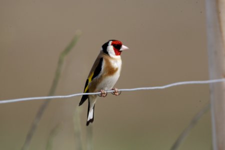 Goldfinch on a wire