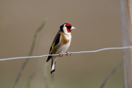 Goldfinch on a wire photo