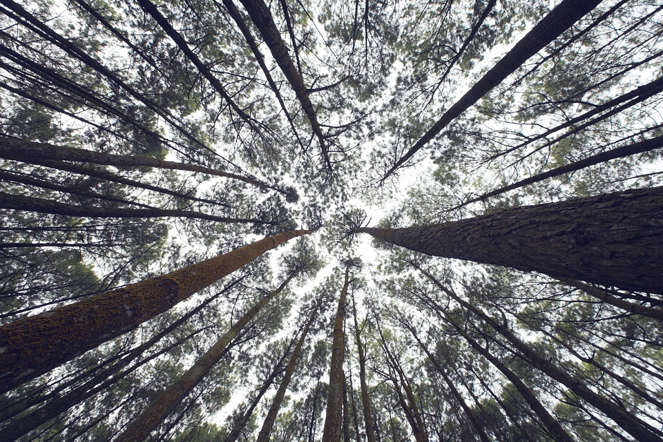 Environment woods forest