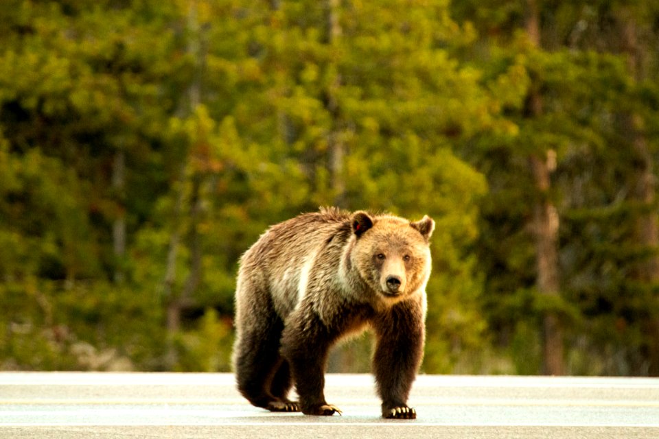 Grizzly Bear Road Crossing