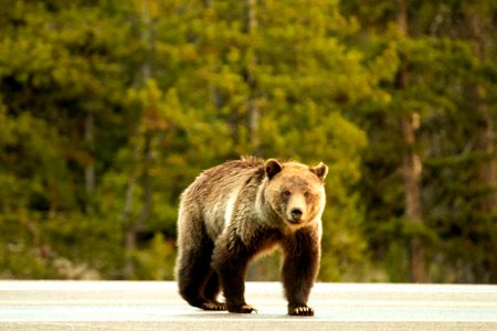 Grizzly Bear Road Crossing