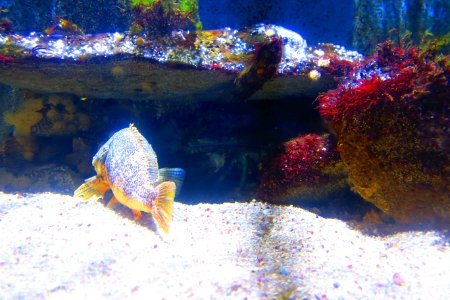 Look at this lobster.