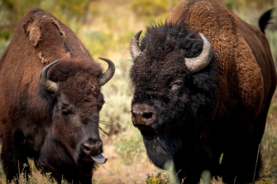 Bison