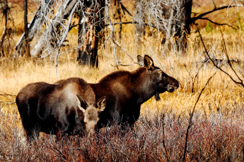 Moose