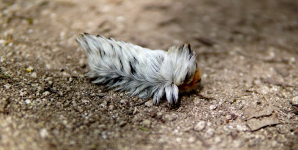 Chicken feathered caterpillar photo