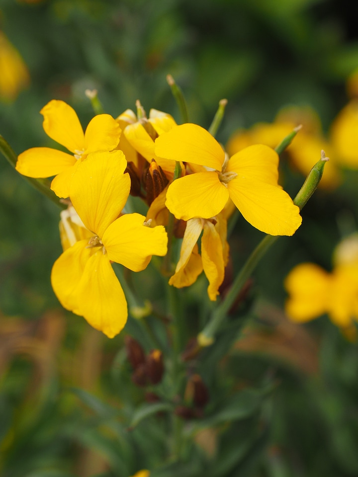 Bloom yellow erysimum cheiri