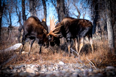 Bull moose sparring