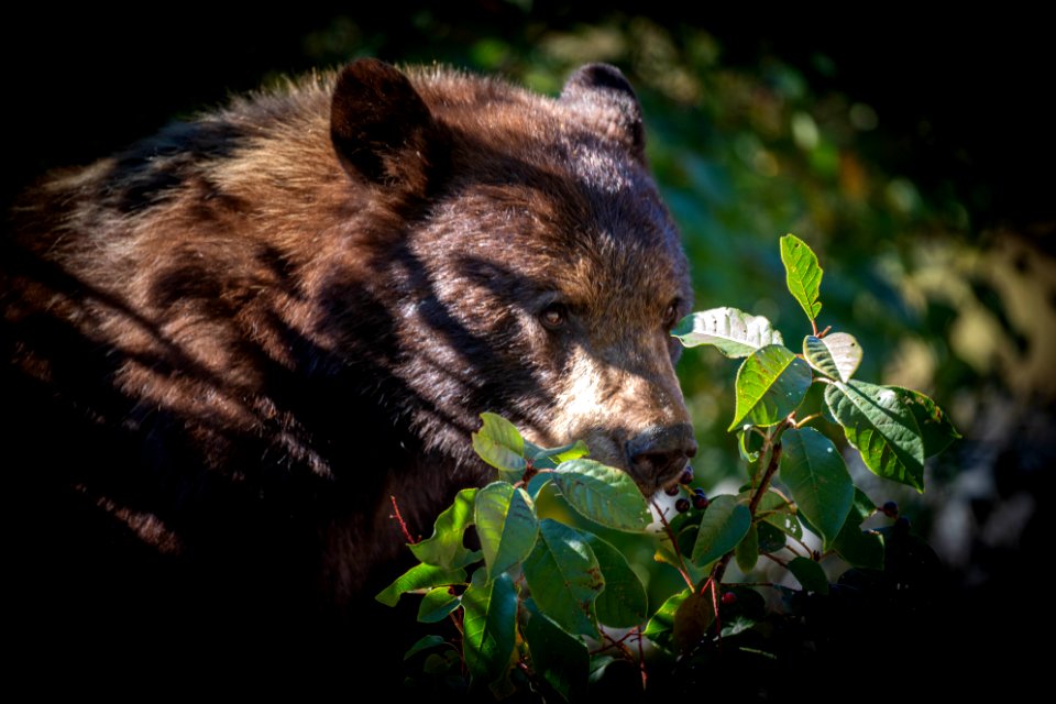 Black Bear eating berries