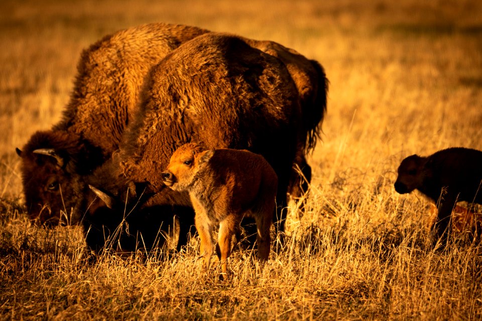 Bison Calves and Cows