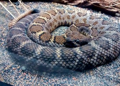 Rattlesnake