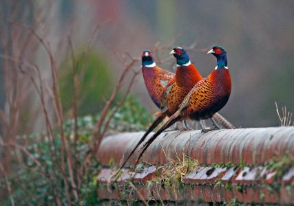 Pheasants photo