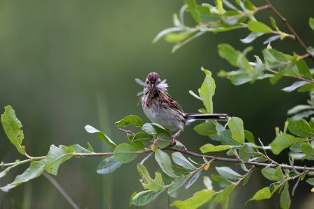 Reed Bunting photo