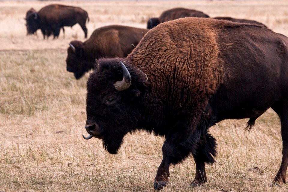 Bison