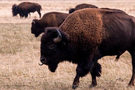 Bison