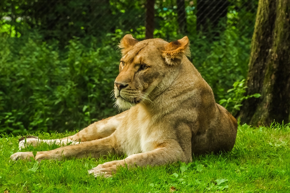 Lion nature animal photo