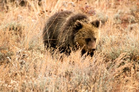 Grizzly Cub of the Year