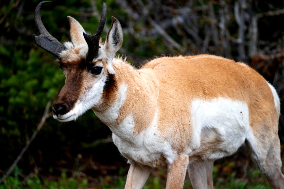 Pronghorn