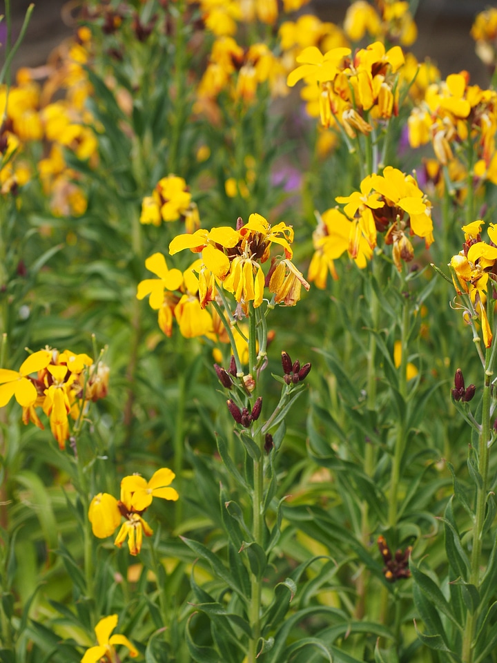 Bloom yellow erysimum cheiri