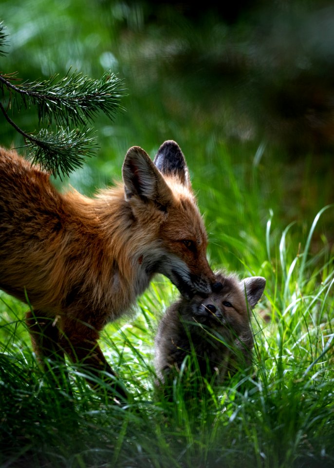 Red Fox and Kit