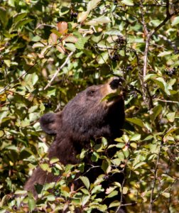 Black Bear