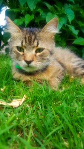 Ramses