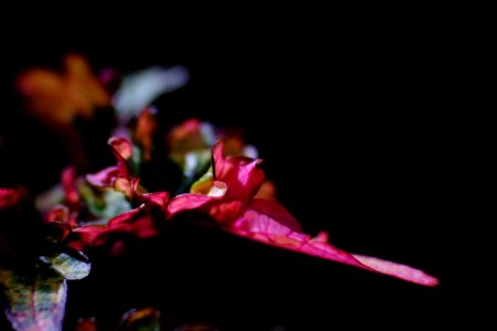 DSCF2870