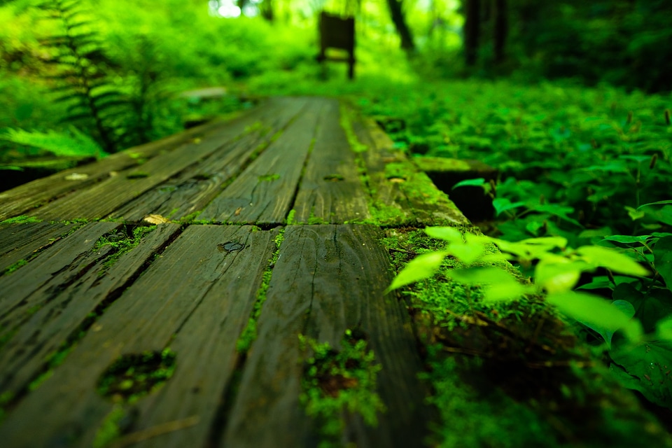 Wetland forest of totoro sayama hill