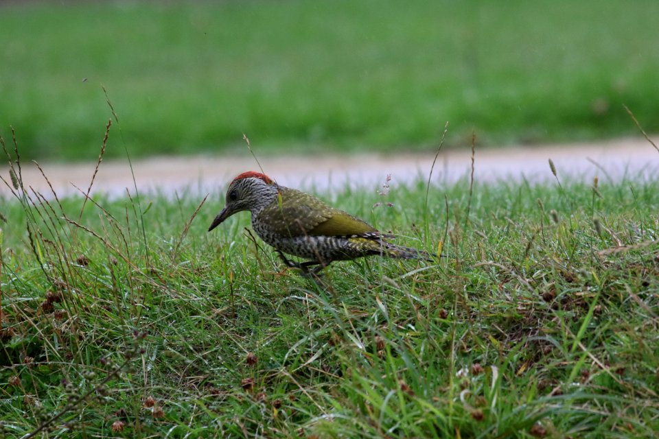 Green Woodpecker hopping