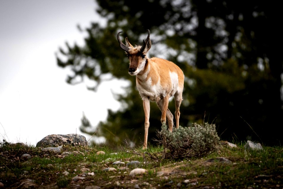 Pronghorn