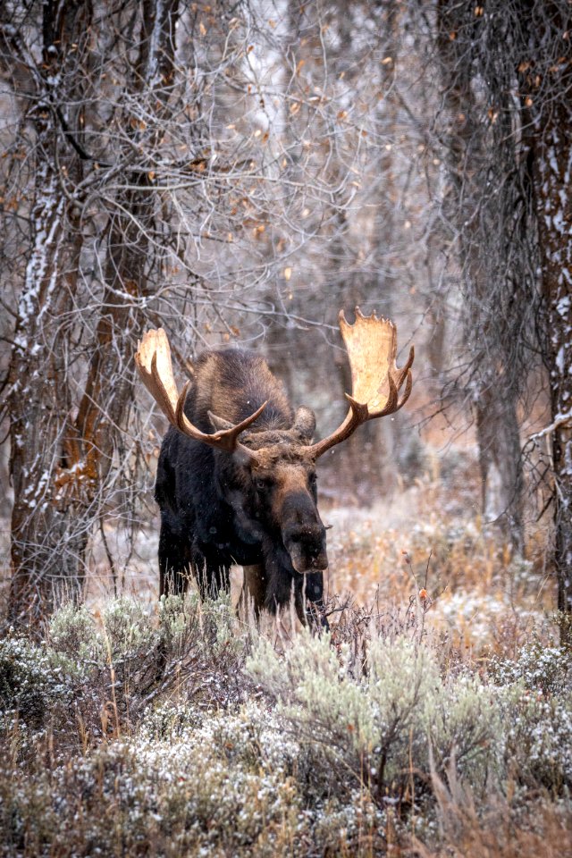 Bull moose