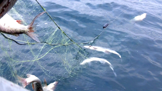 Fish tug lifting gill nets full of Whitefish on the Great Lakes. photo