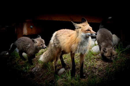 Red Fox and Kits photo