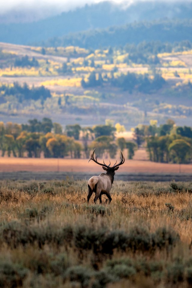Bull Elk