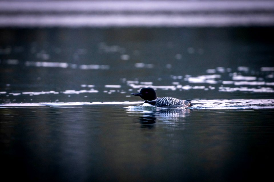 Loon
