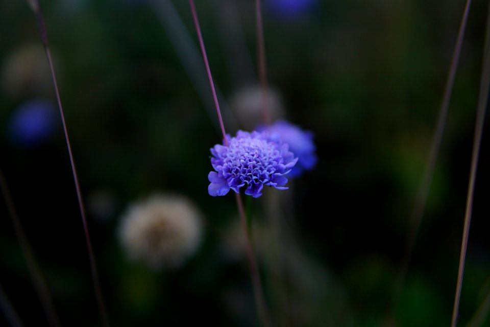 Little lilac flower
