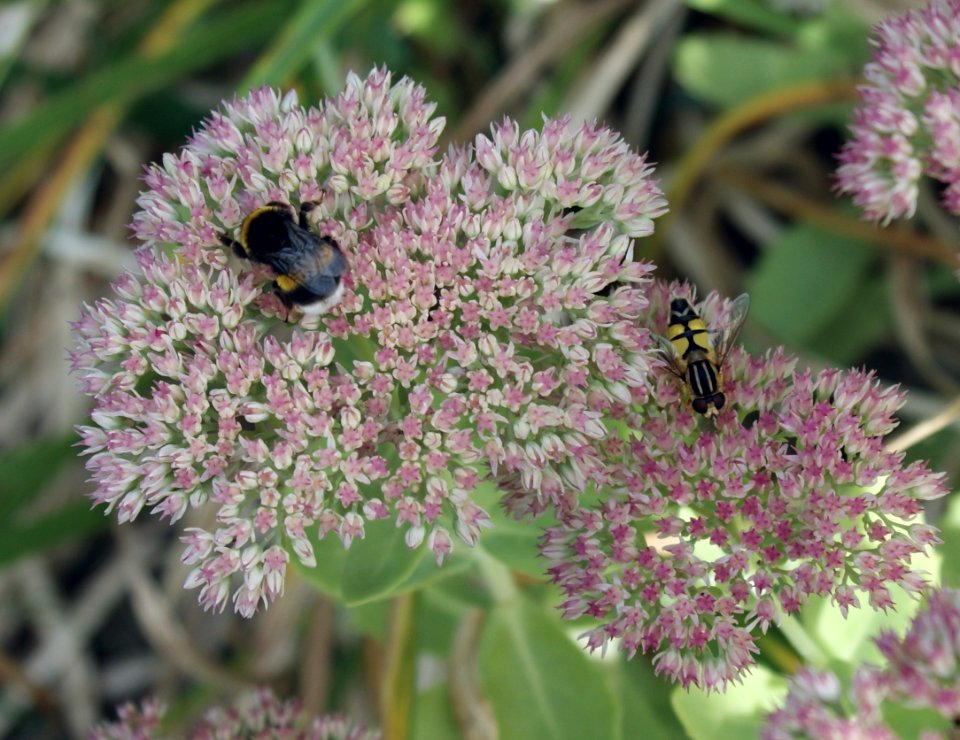 Bumble Bee and Tiger Hoverfly