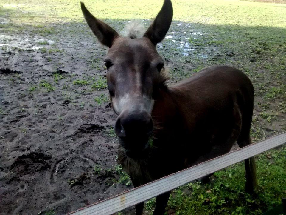 Mule