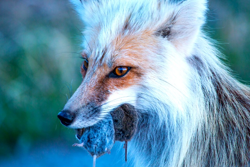 Fox with it's breakfast