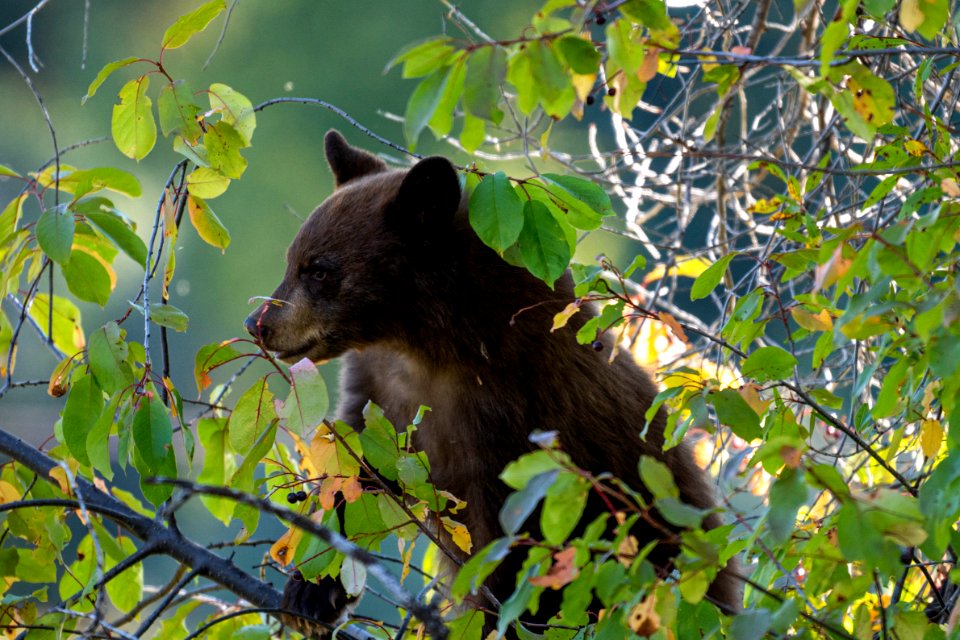 Black Bear Cub eating berries