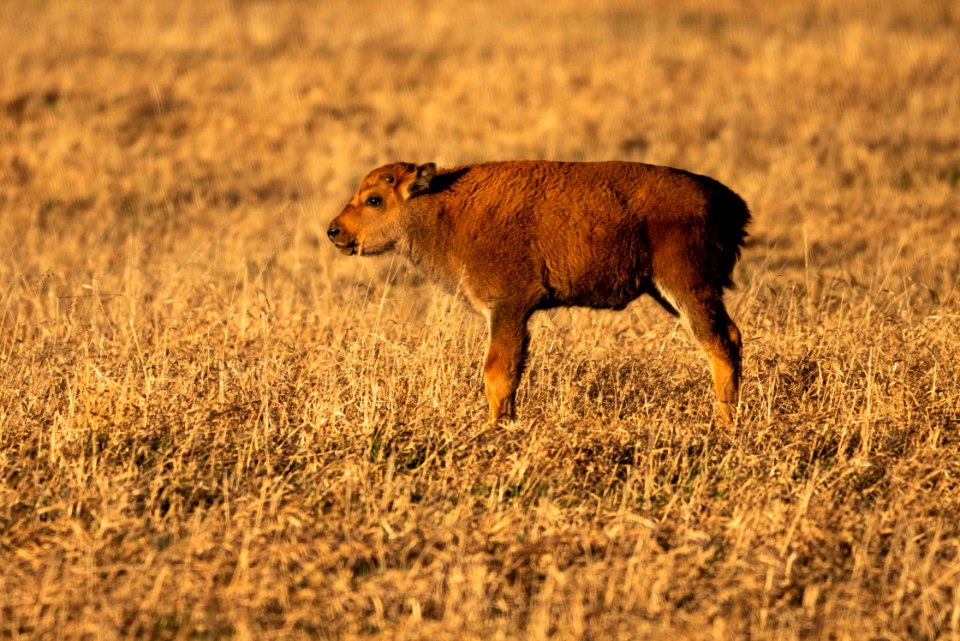 Bison Calf