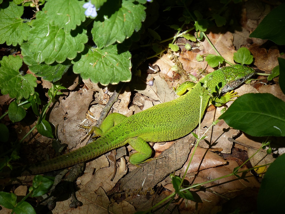 Nature green animal