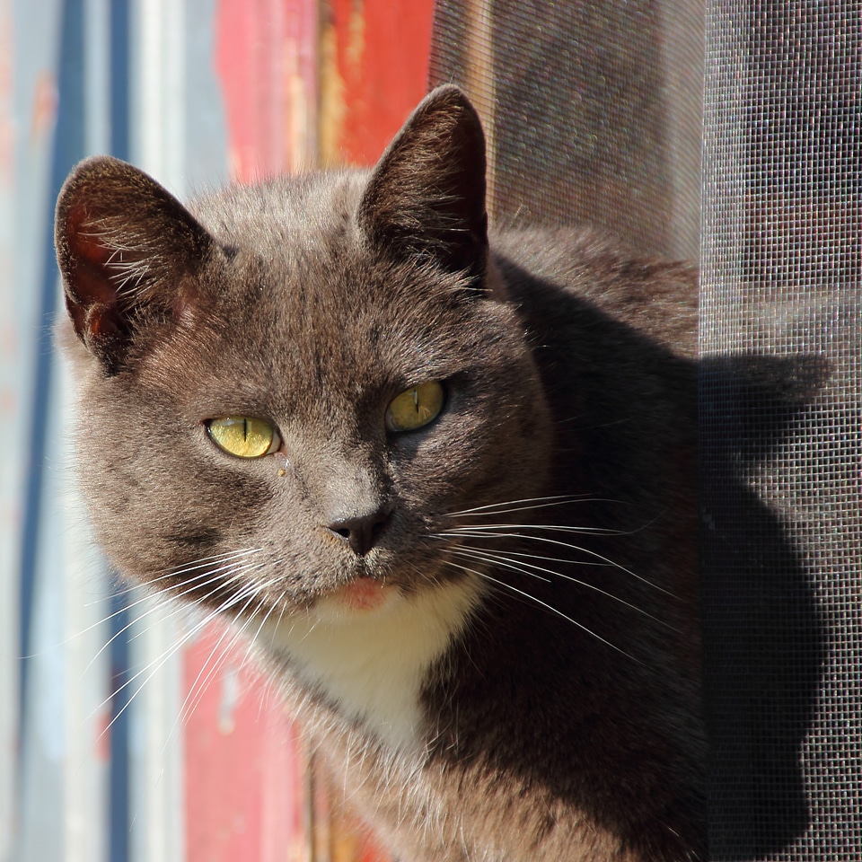 Animal expression cat face