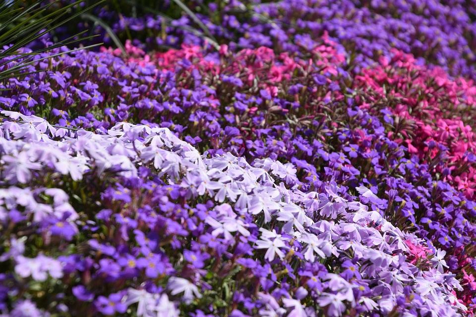 Bloom gradient blur