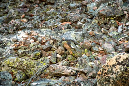 Find the Pika